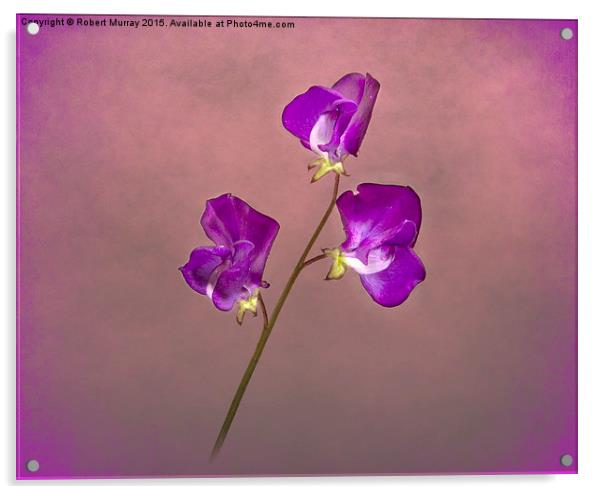  Purple Sweet Pea No.2 Acrylic by Robert Murray