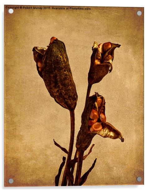  Old Master Seed Pods Acrylic by Robert Murray