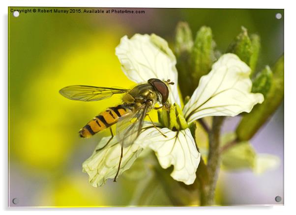  Hoverfly Acrylic by Robert Murray