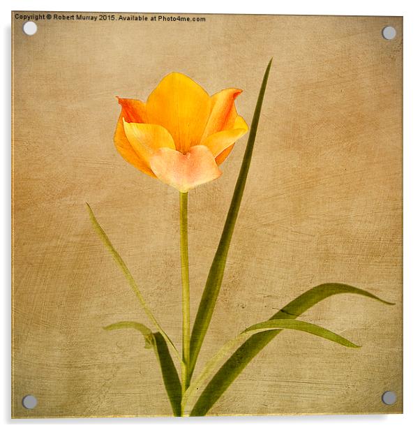  Orange Tulip Acrylic by Robert Murray