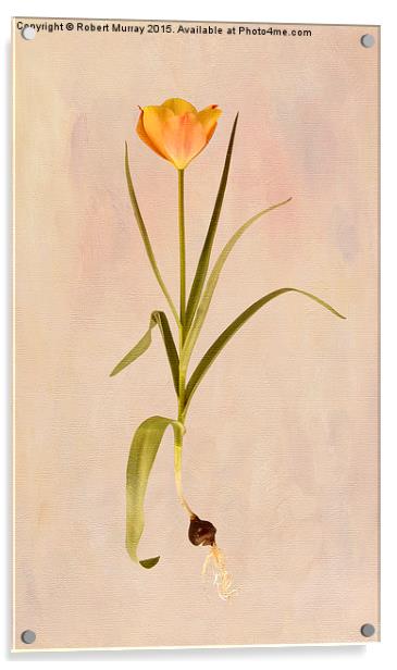  Botanical Tulip 2 Acrylic by Robert Murray
