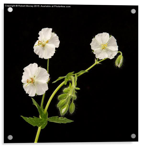  White Dusky Cranesbill Acrylic by Robert Murray