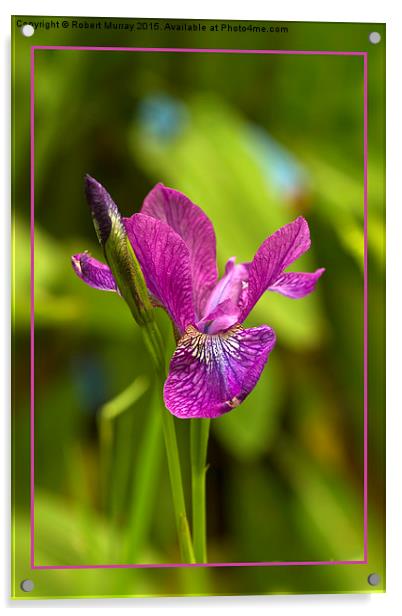  Siberian Iris Acrylic by Robert Murray