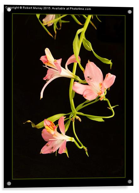  Alstroemeria Acrylic by Robert Murray