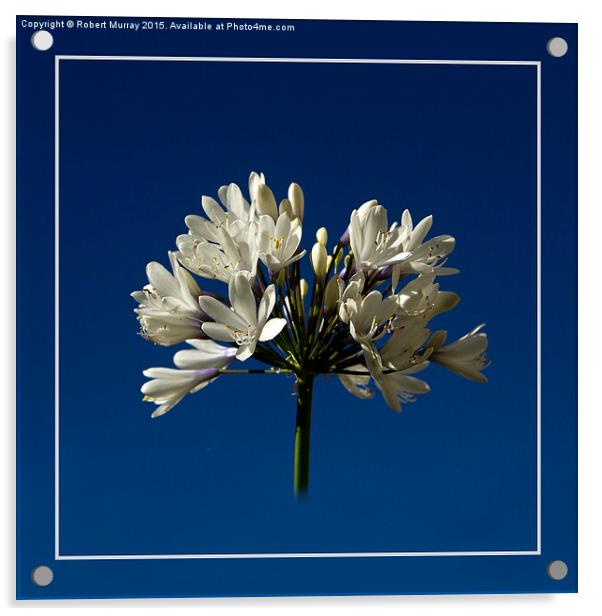  White Agapanthus Acrylic by Robert Murray