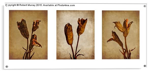  Seedpod Triptych Acrylic by Robert Murray