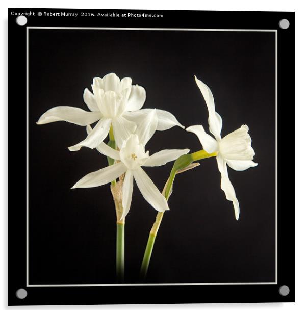 White Narcissus Acrylic by Robert Murray