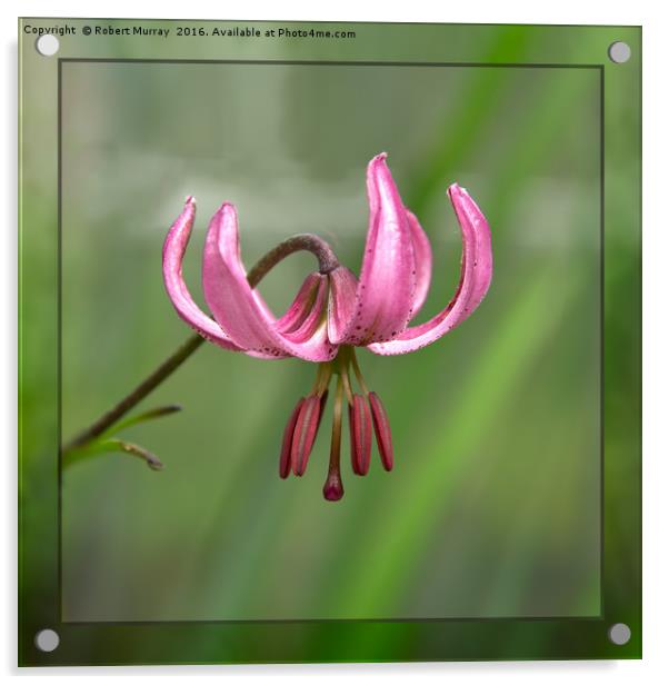 Martagon Lily Acrylic by Robert Murray