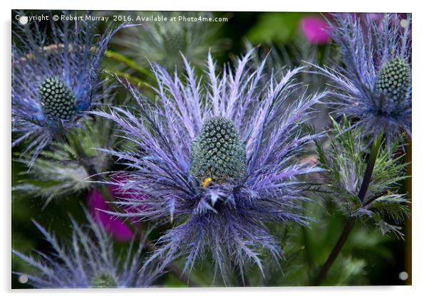 Sea Holly Acrylic by Robert Murray