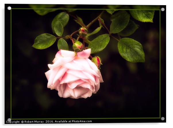 Rosa New Dawn Acrylic by Robert Murray
