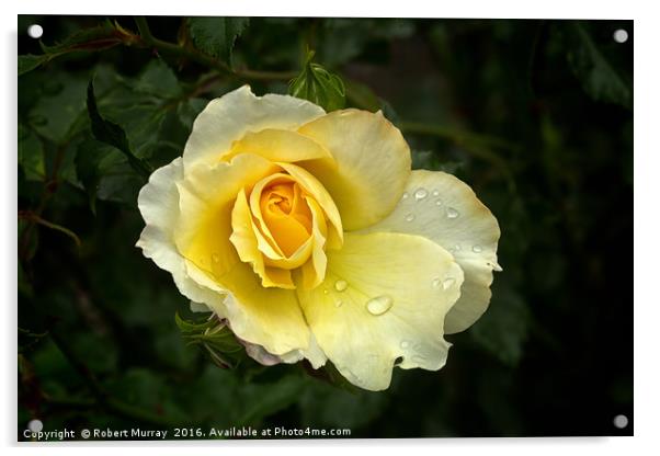 Yellow Rose Acrylic by Robert Murray
