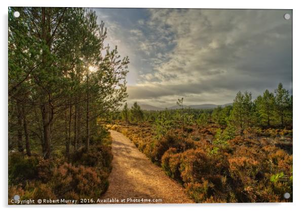 Morning Walk in Abernethy Forest Acrylic by Robert Murray