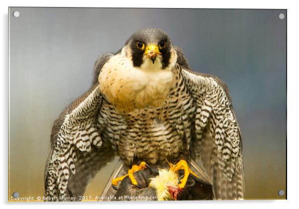 Peregrine Falcon Feeding Acrylic by Robert Murray