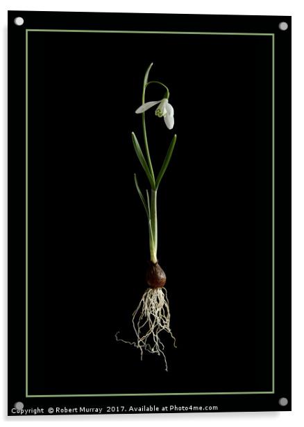 Botanical Snowdrop Acrylic by Robert Murray
