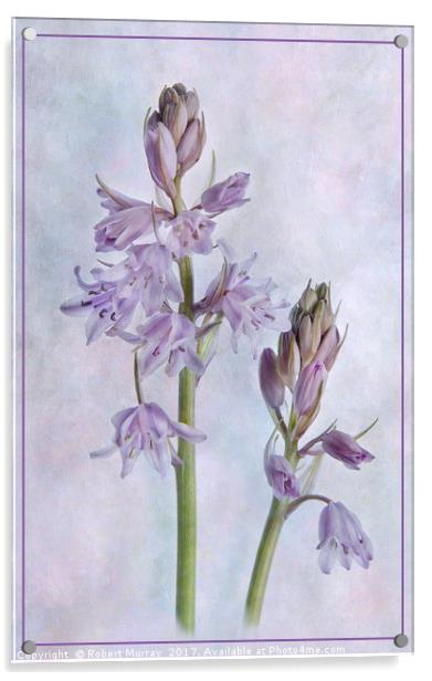 Spanish Bluebell Acrylic by Robert Murray