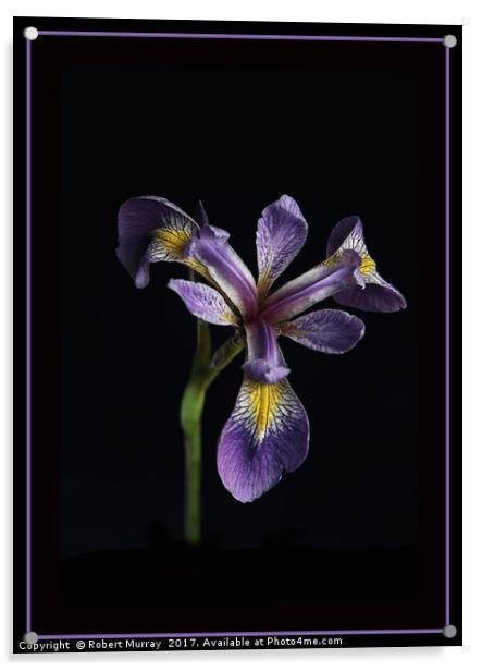 Iris laevigata Acrylic by Robert Murray