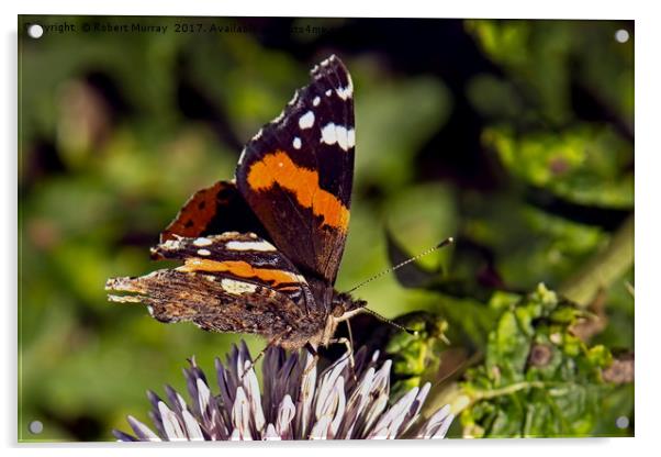 Red Admiral 2 Acrylic by Robert Murray