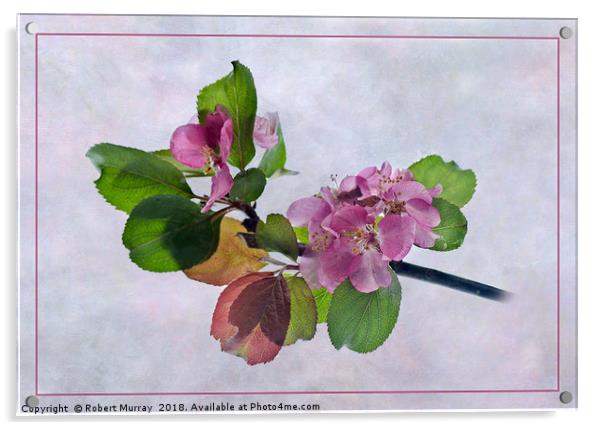 Pink Apple Blossom Springtime Acrylic by Robert Murray