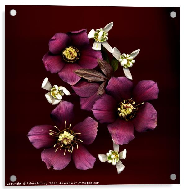 Lenten Rose and Snowdrops Acrylic by Robert Murray