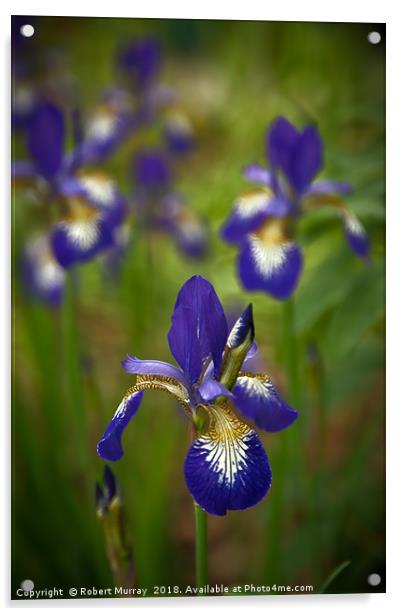 Blue Iris Acrylic by Robert Murray