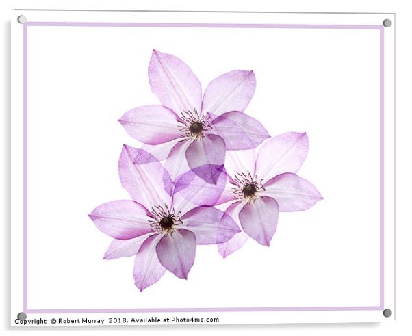 Clematis Omoshiro Acrylic by Robert Murray