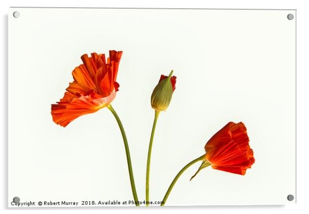 California Poppies Acrylic by Robert Murray