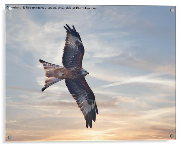 Red Kite Acrylic by Robert Murray