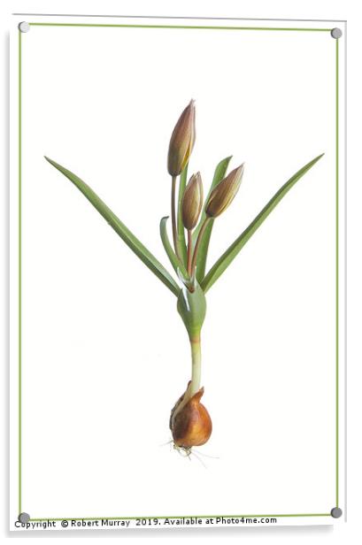 Species Tulip, botanical portrait Acrylic by Robert Murray
