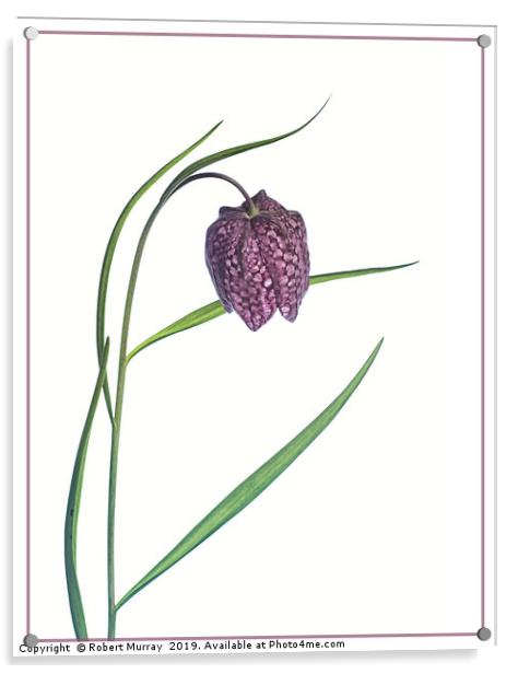 Snake Head Fritillary against white background Acrylic by Robert Murray