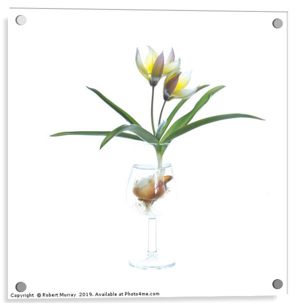 Species tulip in a tulip-shaped glass Acrylic by Robert Murray