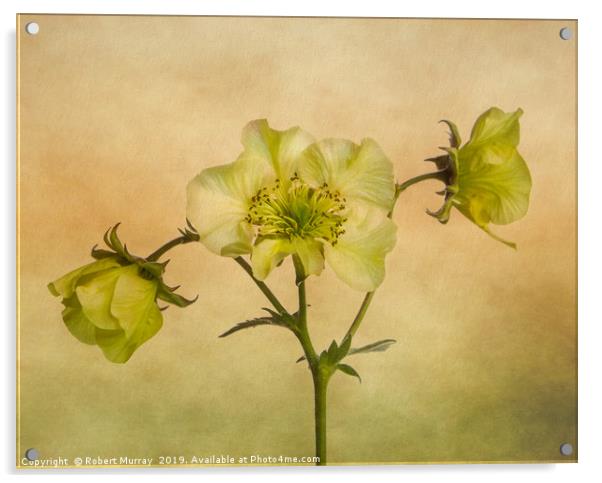 Yellow Geum Flowers Acrylic by Robert Murray