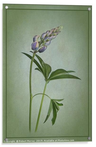 Lupin on green texture Acrylic by Robert Murray