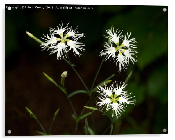 White Dianthus hybridus Flowers Acrylic by Robert Murray