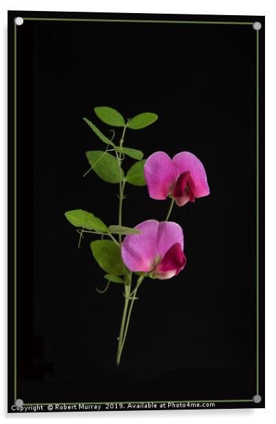 Perennial Sweet Pea Acrylic by Robert Murray