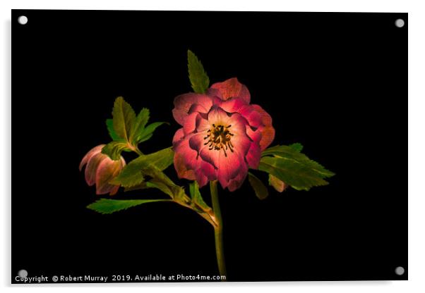 Hellebore Acrylic by Robert Murray