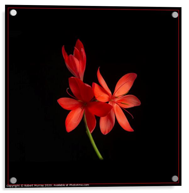  Kaffir Lily on Black Background Acrylic by Robert Murray