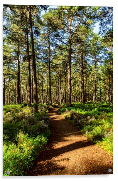 Sunny path in the Abernethy Forest Acrylic by Robert Murray