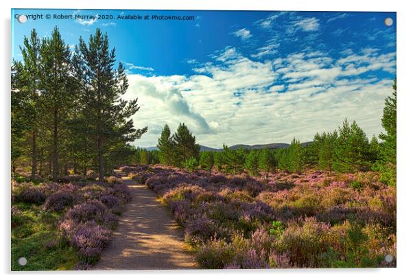 Heather lined Abernethy Forest path. Acrylic by Robert Murray