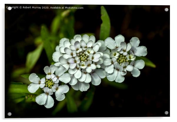 White Candytuft Acrylic by Robert Murray