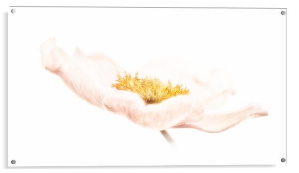 Japanese anemone Acrylic by Robert Murray