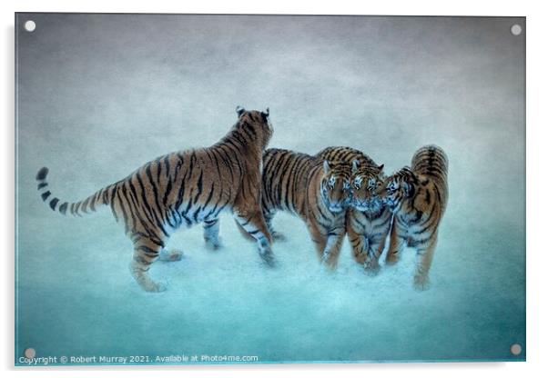 Amur Tiger Family Acrylic by Robert Murray