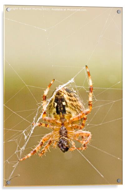 Close-up of a garden spider feeding on web. Acrylic by Robert Murray