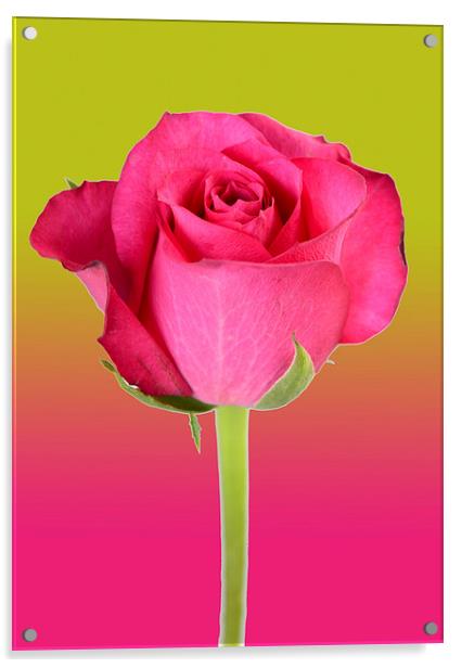 pink rose Acrylic by abdul rahman