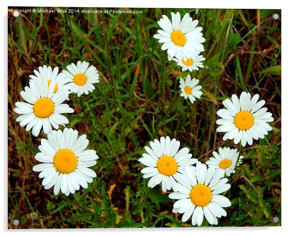 Wild Daisies Acrylic by Michael Wick