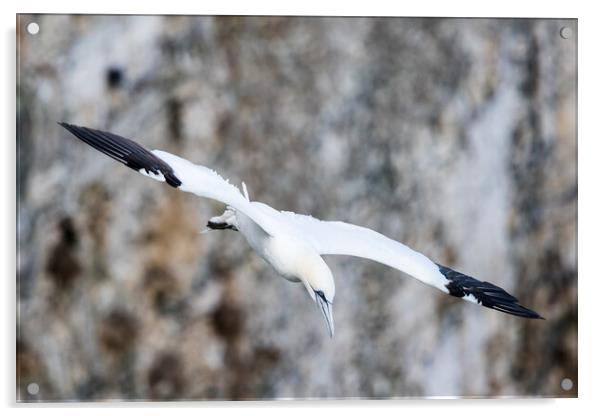 Northern gannet swooping Acrylic by Jason Wells