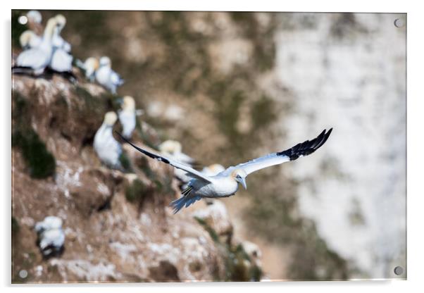 Northern gannet passing the rugged cliffs Acrylic by Jason Wells