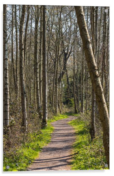 Pathway through Boilton Wood Acrylic by Jason Wells