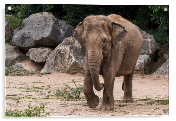 Asian elephant walking towards the camera Acrylic by Jason Wells