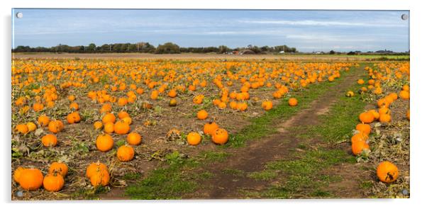 Pumpkin field panorama Acrylic by Jason Wells