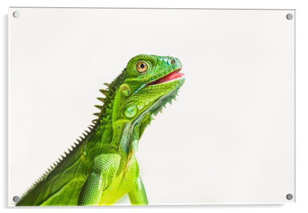 Juvenile Green Iguana Acrylic by Jason Wells